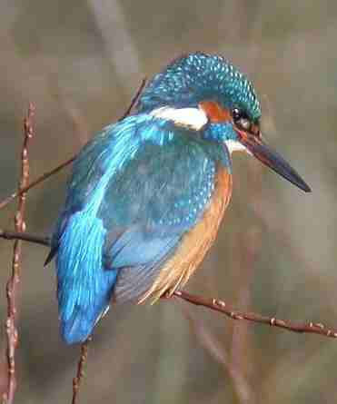 Kingfisher - Ian Forrest
